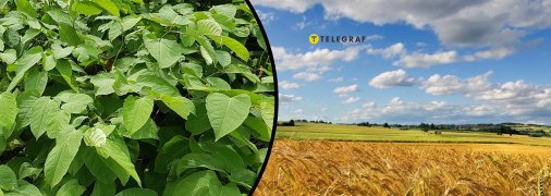 Богемська рейнутрія