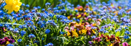 Время высадки цветов зависит от погоды