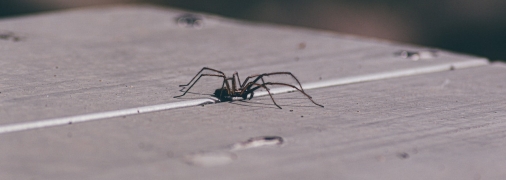 Павуки – небажані гості у вашій оселі