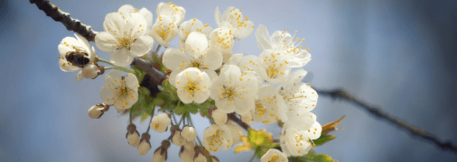 Яке церковне свято 6 березня 2025 - День вшанування пам'яті святих 42 мучеників Аморійських