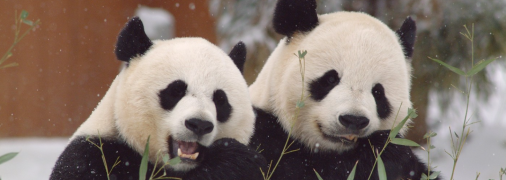 Пандочки, которых в начале ноября забрали из Вашингтона