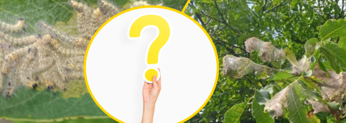 В Україні завівся новий шкідник