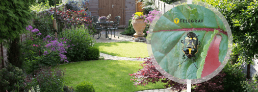 Вредного клопа заметили в Украине