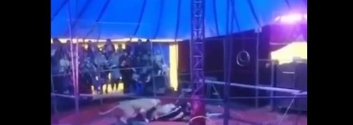 Львицы напали на дрессировщика в цирке: страшный момент попал на видео