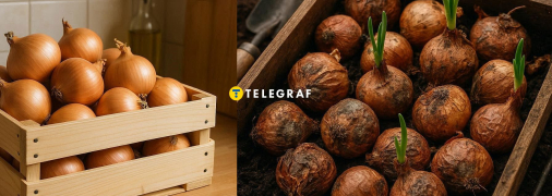 Свіжа цибуля буде радувати вас ще довго