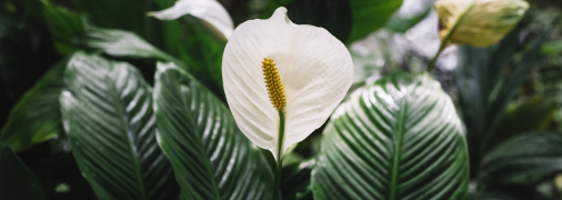 Спатіфіллум – розкішна кімнатна рослина