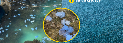 Море тимчасово змінило колір