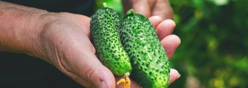 Огіркам потрібні добрива
