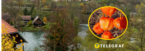 Растение физалис