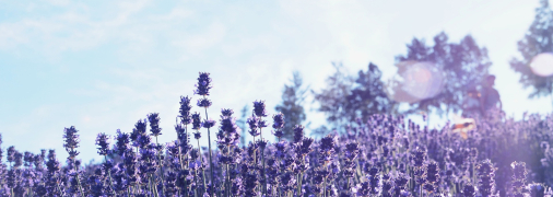 Правильная обрезка лаванды - залог красивого цветения