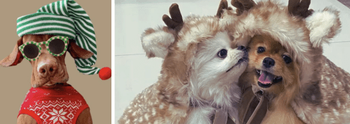 Собаки у Різдвяних костюмах