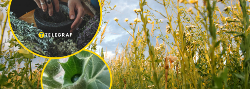 Как выглядит белена черная и чем она опасна