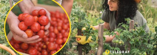Не совершайте эту ошибку при выращивании помидоров