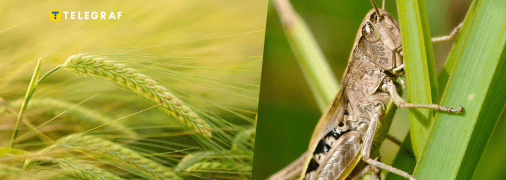 Українські фермери масово скаржаться на сарану