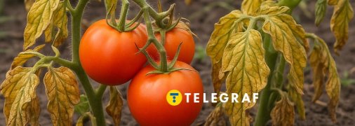 Врятувати помідори від пожовтіння просто