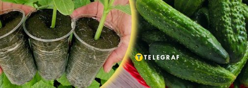 Рассада огурцов