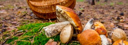 Наступил грибной сезон