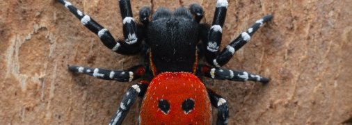 Вид павука є одним із дуже рідкісних