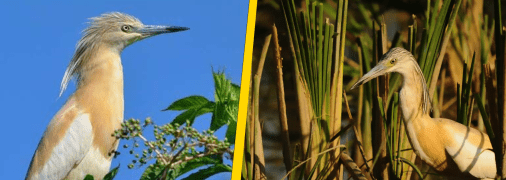 Чапля жовта