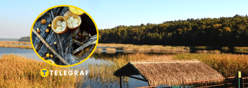 Бокальчики полосатые