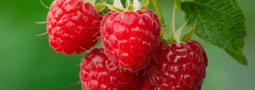 Малина требует правильного ухода (изображение создано с помощью ИИ)