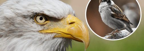 Колаж "Телеграфу"