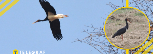 Аист черный