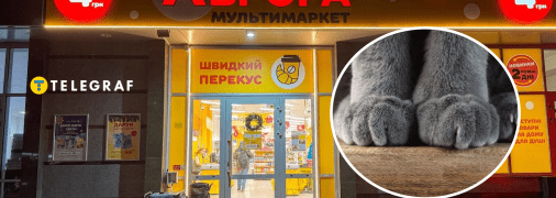 Кіт в "Аврорі"