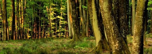 Исследователи мира обратили внимание, что состояние деревьев значительно ухудшилось