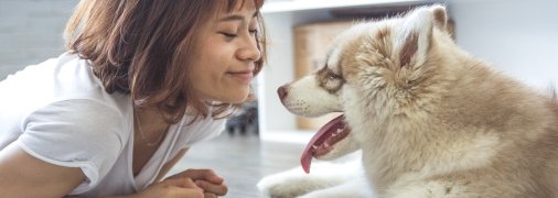 Хаски считаются самыми коммуникабельными