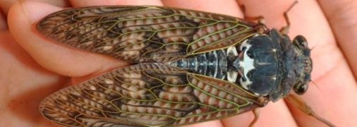 Впервые за 17 лет США готовятся к нашествию цикад (фото, видео)