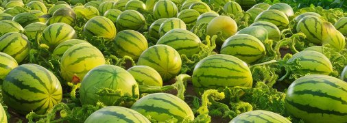 Є деякі секрети вирощування кавунів, які варто знати (зображення створено за допомогою ШІ)