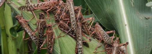 Сарана на рослині