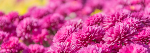 Хризантеми — прикраса будь-якої ділянки