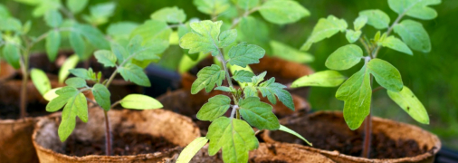 Советы, которые помогут вырастить хороший урожай томатов