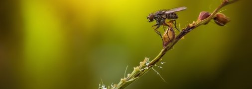 Есть много эффективных и натуральных способов против насекомых
