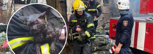 Домашний любимец по имени Шамиль смог выжить после удара российской ракеты