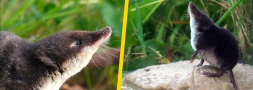 Рясоніжка мала