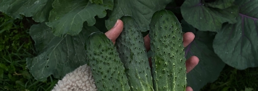 Правильная техника полива поможет увеличить урожайность огурцов