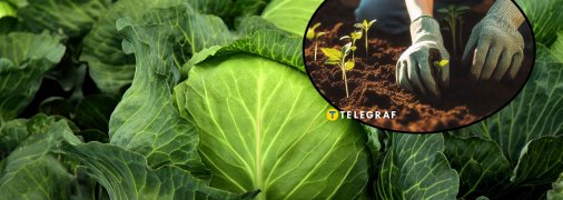 Ультраранні сорти капусти