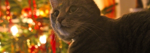 Сделали расклад Таро для каждого знака Зодиака на неделю с 18 по 24 декабря