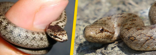 Мідянка звичайна