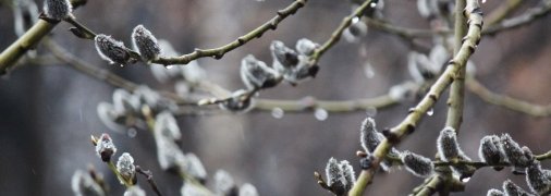 Вербну неділю відзначають 17 квітня