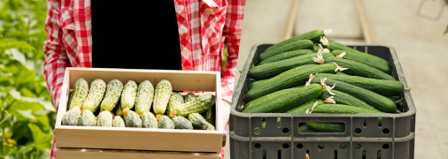 Выращивание огурцов летом