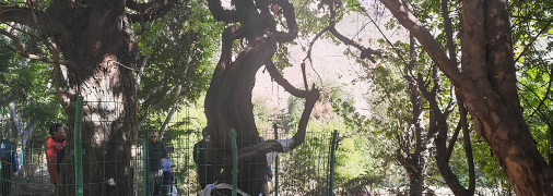 Самый старый куст винограда нашли в Тибете