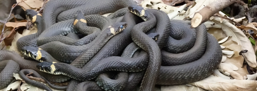 Ужи в Днепре