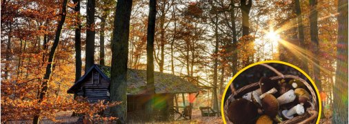 Осінній ліс та гриби