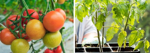 Щоб урожай помідорів порадував влітку, удобрюйте розсаду корисними речовинами