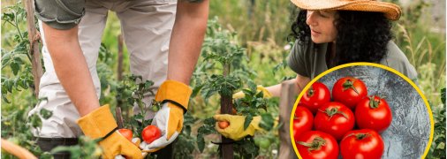 Как подкормить помидоры дрожжами