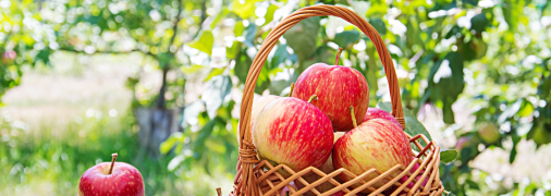 Куди їх найкраще покласти